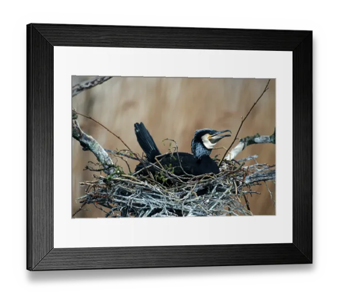 Framed Print : Great Cormorant (Phalacrocorax carbo) in its nest