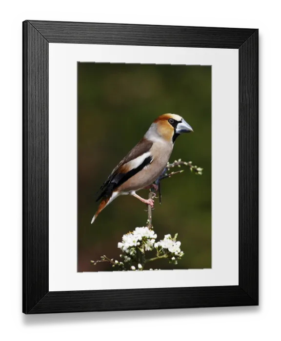 Framed Print : Grosbeak or Hawfinch (Coccothraustes coccothraustes)