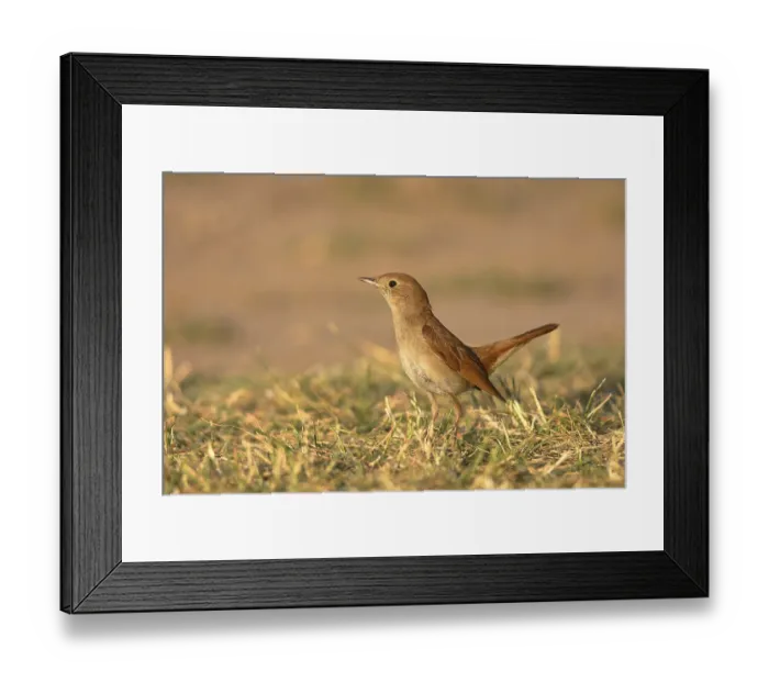 Framed Print : Nightingale (Luscinia megarhynchos) stands in the grass Framed Print : Nightingale (Luscinia megarhynchos) stands in the grass