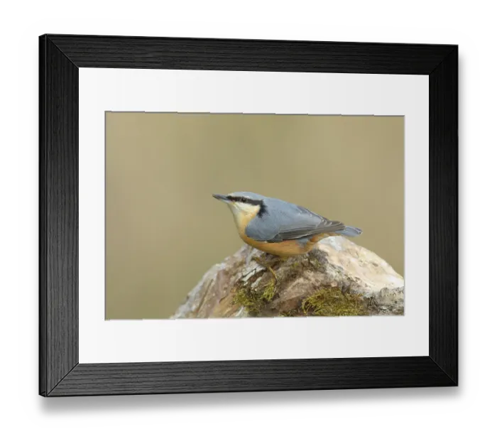 Framed Print : Eurasian nuthatch (Sitta europaea) sitting on a tree root