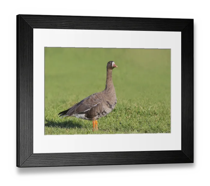 Framed Print : White-fronted goose (Anser albifrons)
