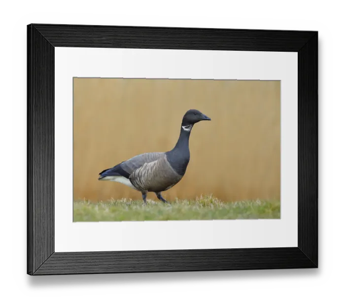Framed Print : Brent goose (Branta bernicla) standing in a meadow