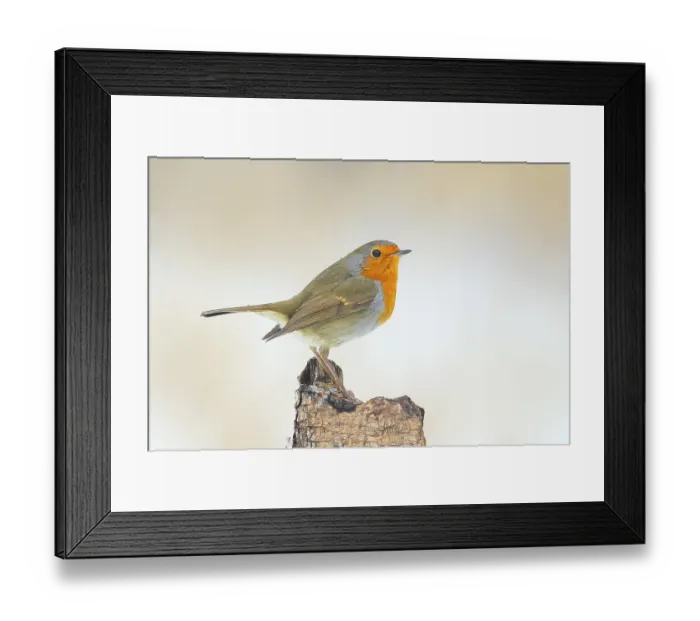 Framed Print : Robin (Erithacus rubecula) standing on tree stump Framed Print : Robin (Erithacus rubecula) standing on tree stump
