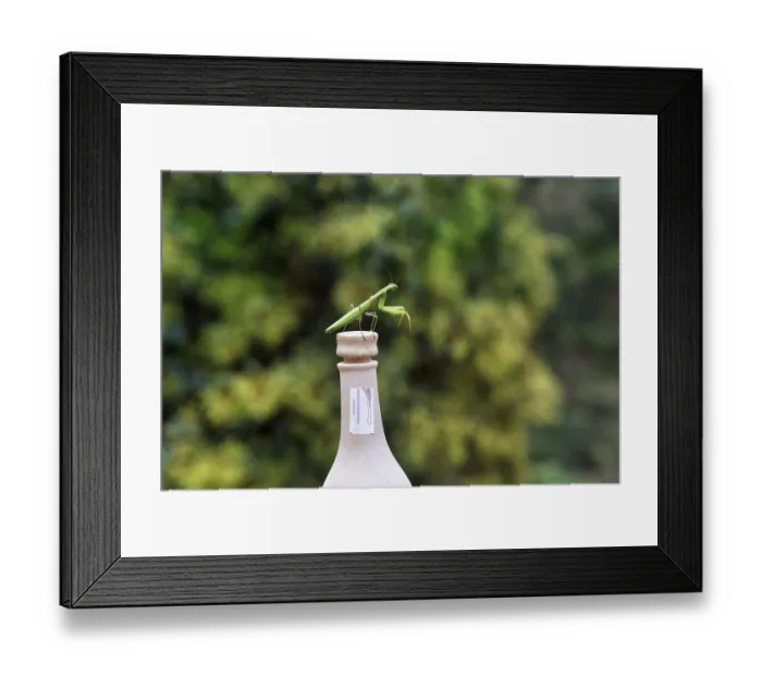 Framed Print : Praying mantis (Mantis religiosa) sitting on cork