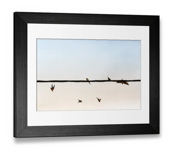 Framed Print : Swallows flying, power line, flock of birds