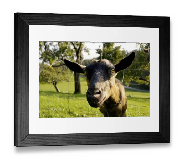 Framed Print : Goat looking pryingly through the fence