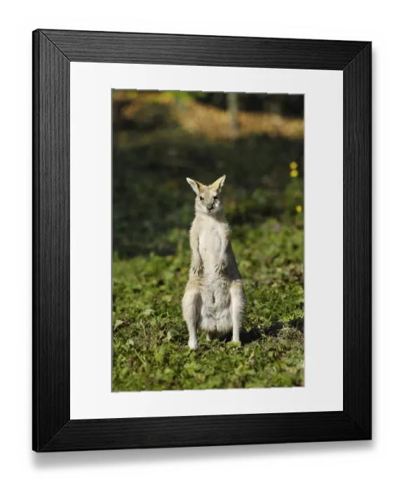 Framed Print : Agile Wallaby or Sandy Wallaby (Macropus agilis)
