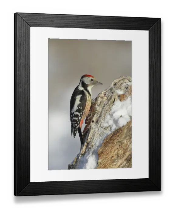 Framed Print : Middle Spotted Woodpecker (Dendrocopus medius) Framed Print : Middle Spotted Woodpecker (Dendrocopus medius)
