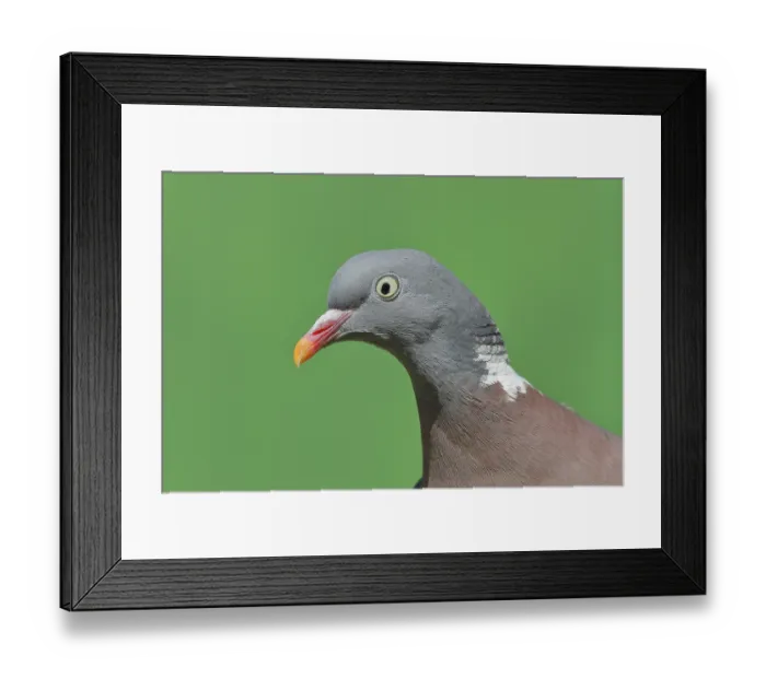 Framed Print : Common wood pigeon (Columba palumbus)
