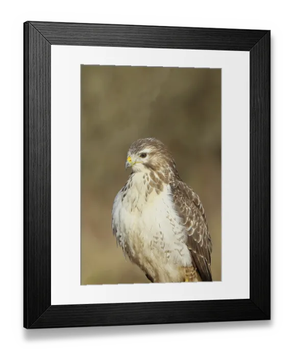 Framed Print : Steppe buzzard (buteo buteo), light-coloured variant