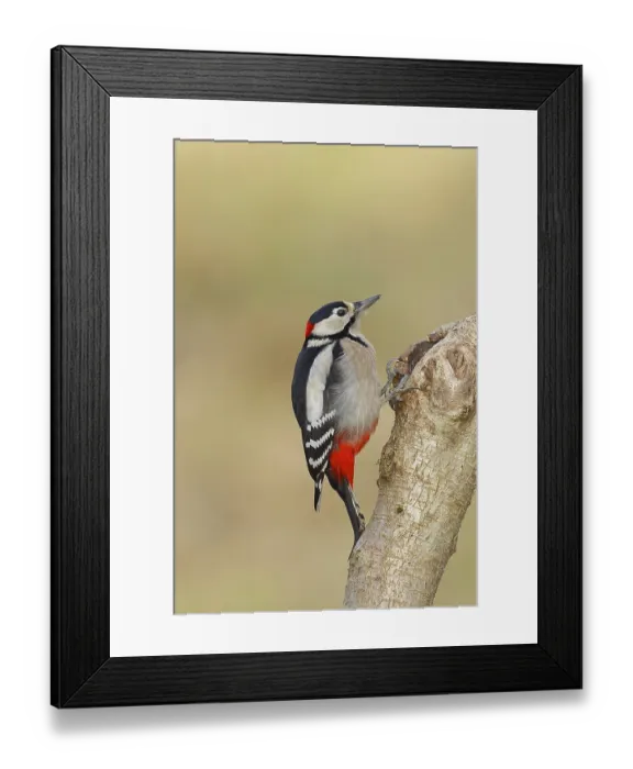 Framed Print : Great spotted woodpecker (Dendrocopos major) male sitting at a water pot in a tree trunk to search for food Framed Print : Great spotted woodpecker (Dendrocopos major) male sitting at a water pot in a tree trunk to search for food