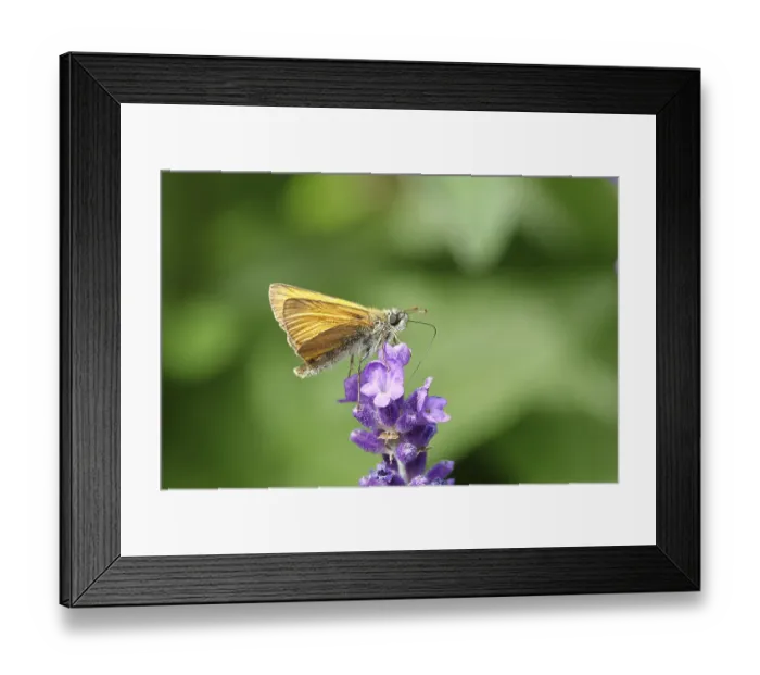Framed Print : Large skipper (Ochlodes venatus) Framed Print : Large skipper (Ochlodes venatus)