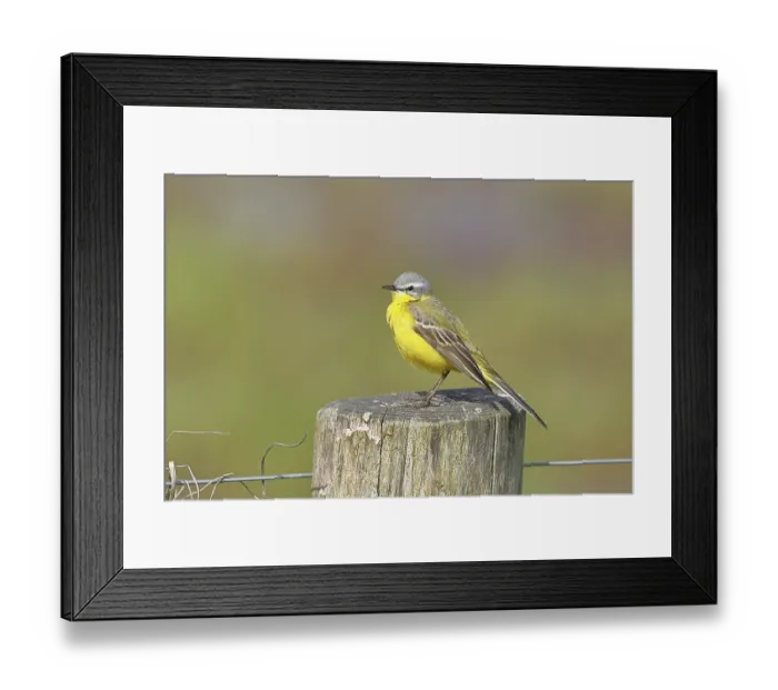 Framed Print : Yellow wagtail (Motacilla flava) Framed Print : Yellow wagtail (Motacilla flava)