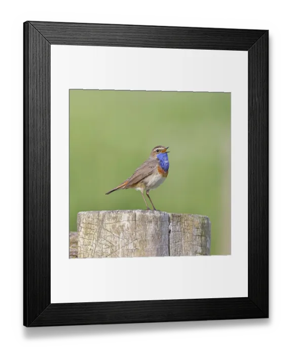 Framed Print : Bluethroat (Luscinia svecica cyanecula)
