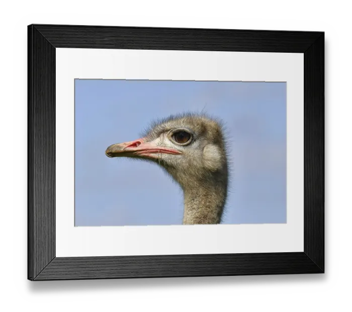 Framed Print : Common ostrich (Struthio camelus)