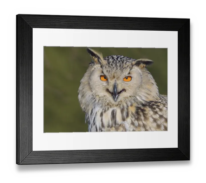 Framed Print : Siberian Eagle Owl (Bubo bubo sibiricus)
