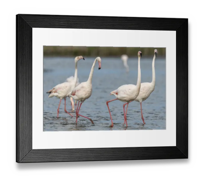 Framed Print : Greater Flamingos (Phoenicopterus roseus) in courtship in a swamp in spring