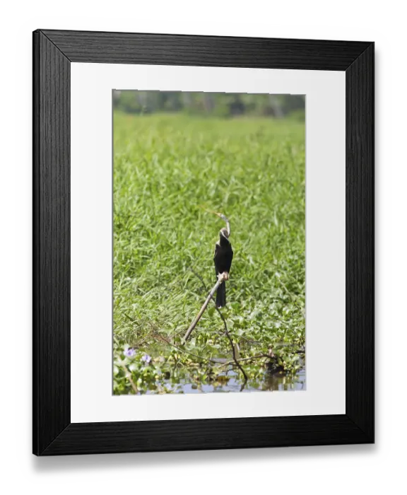 Framed Print : Oriental Darter (Anhinga melanogaster) Framed Print : Oriental Darter (Anhinga melanogaster)