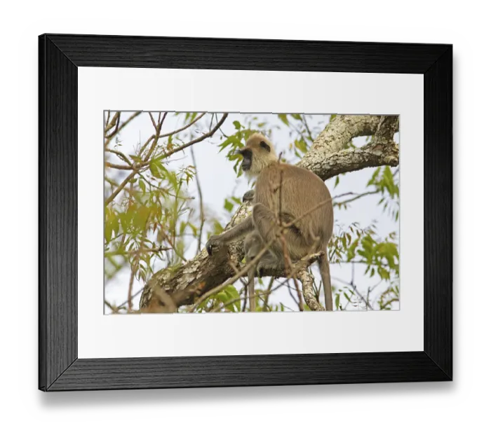 Framed Print : Indian langur (Semnopithecus) on a tree