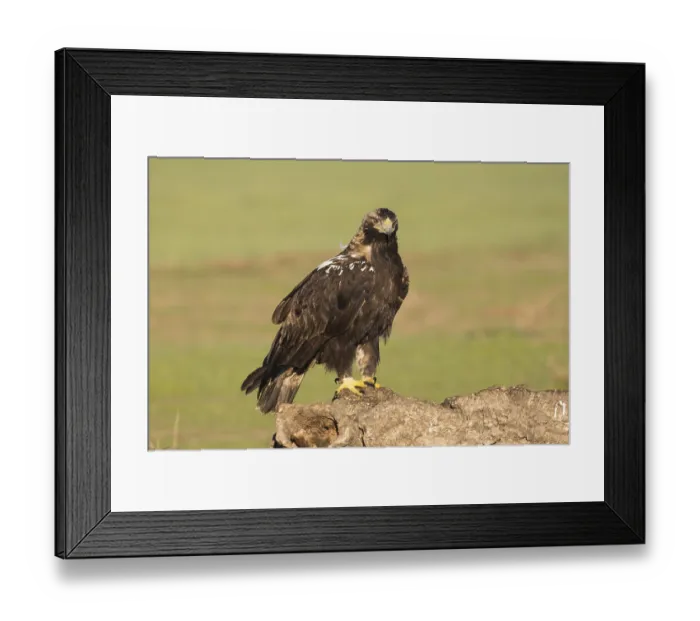 Framed Print : Iberian Eagle, Spanish Imperial Eagle (Aquila adalberti)