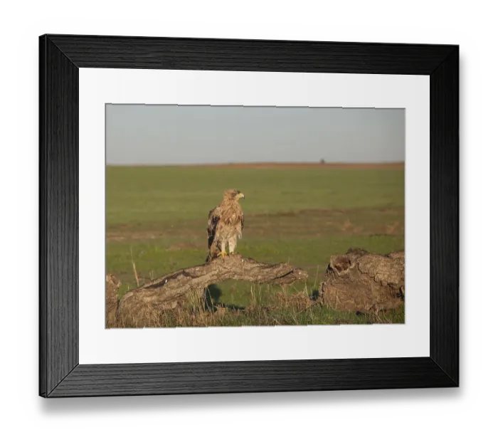 Framed Print : Juvenile Iberian Eagle, Spanish Imperial Eagle (Aquila adalberti) Framed Print : Juvenile Iberian Eagle, Spanish Imperial Eagle (Aquila adalberti)