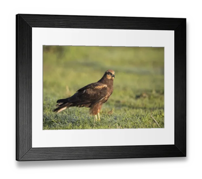 Framed Print : Western marsh-harrier (Circus aeruginosus)
