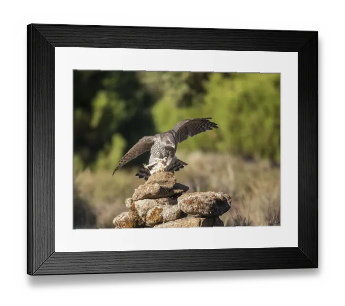 Framed Print : Northern goshawk (Accipiter gentilis) female