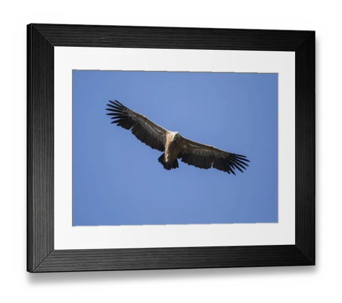 Framed Print : Griffon vulture (Gyps fulvus), Monfraguee National Park