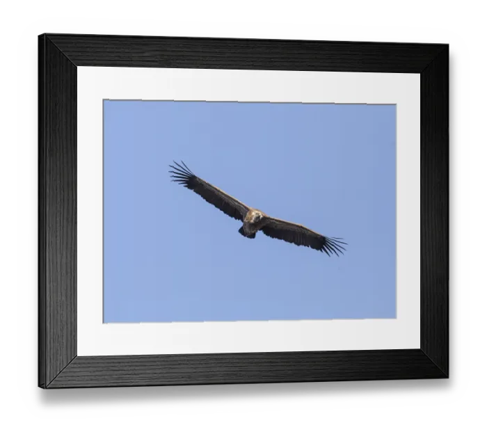 Framed Print : Griffon vulture (Gyps fulvus), Monfraguee National Park