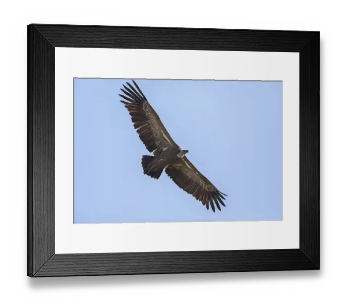 Framed Print : Griffon vulture (Gyps fulvus), Monfraguee National Park