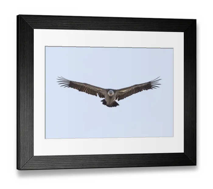 Framed Print : Griffon vulture (Gyps fulvus), Monfraguee National Park