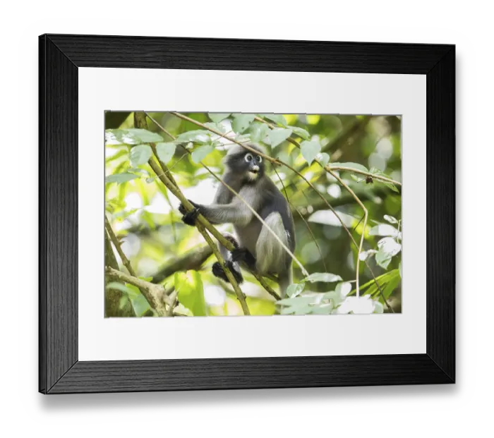 Framed Print : Dusky leaf monkey (Trachypithecus obscurus)