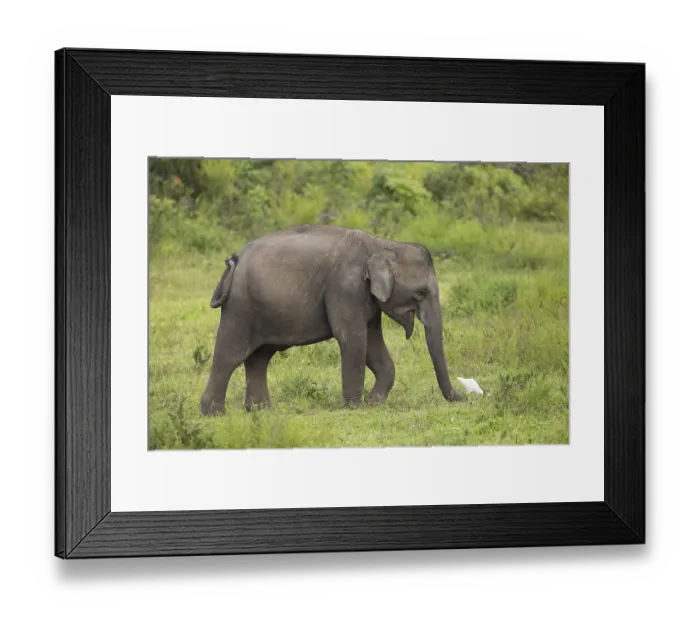 Framed Print : Young Indian elephant (Elephas maximus indicus)