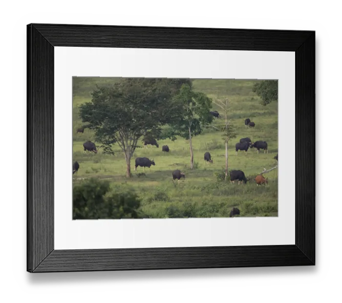 Framed Print : Gaur (Bos gaurus), Khiri Khan, Hua Hin