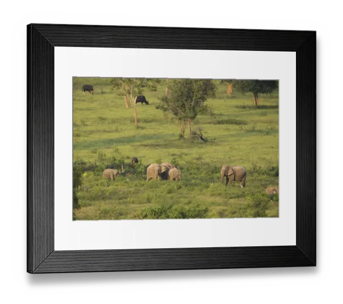 Framed Print : Indian elephants (Elephas maximus indicus) and gaur (Bos gaurus) Framed Print : Indian elephants (Elephas maximus indicus) and gaur (Bos gaurus)