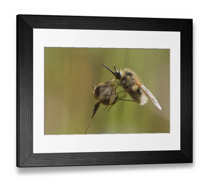 Framed Print : Bee fly (Bombylius), Corsica, France, Europe