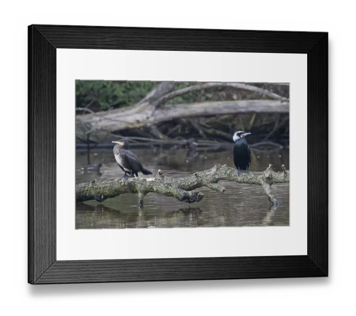 Framed Print : Great cormorant (Phalacrocorax carbo)