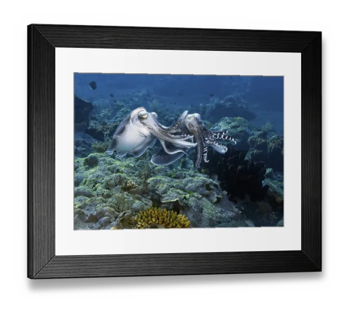 Framed Print : Mating broadclub cuttlefish (Sepia latimanus) Framed Print : Mating broadclub cuttlefish (Sepia latimanus)