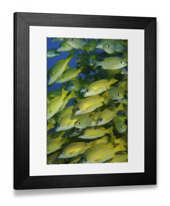 Framed Print : Close-up of shoal of blue-striped snapper (Lutjanus kasmira) Blue-striped snapper Framed Print : Close-up of shoal of blue-striped snapper (Lutjanus kasmira) Blue-striped snapper