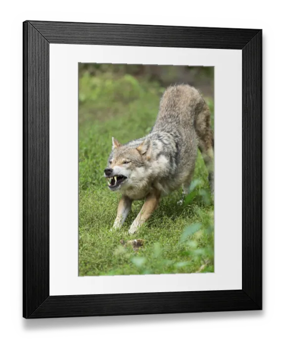Framed Print : Gray wolf (Canis lupus) stretching