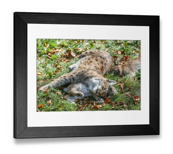 Framed Print : Eurasian lynx (Lynx lynx) female