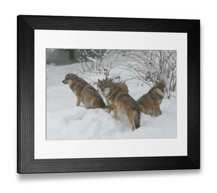 Framed Print : Wolves (Canis lupus) standing and sitting in the snow