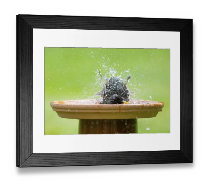 Framed Print : Starling (Sturnus vulgaris) bathing in a bird bath Framed Print : Starling (Sturnus vulgaris) bathing in a bird bath
