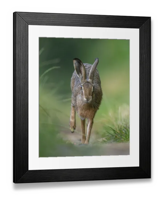 Framed Print : European hare (Lepus europaeus) running along a country lane