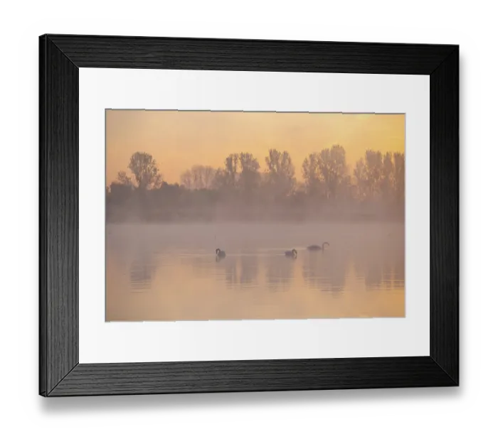 Framed Print : Mute swans (Cygnus olor) swimming on a pond at sunrise