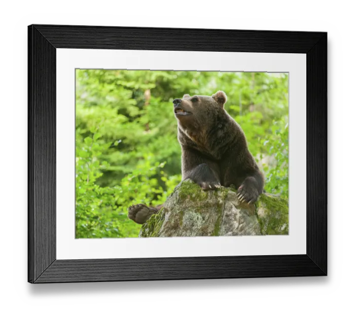 Framed Print : Brown bear (Ursus arctos) lying on a rock covered with moss
