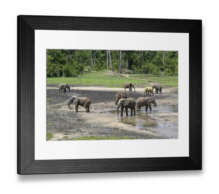 Framed Print : African forest elephants (Loxodonta cyclotis) in the Dzanga Bai forest clearing