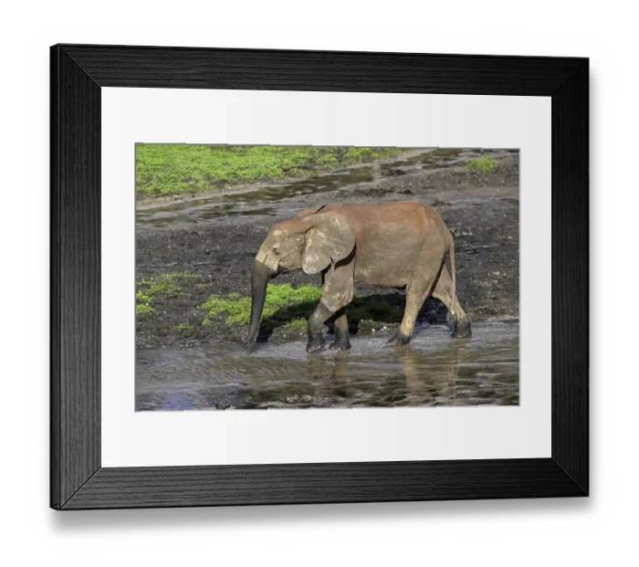 Framed Print : African forest elephant (Loxodonta cyclotis) in the Dzanga Bai forest clearing Framed Print : African forest elephant (Loxodonta cyclotis) in the Dzanga Bai forest clearing