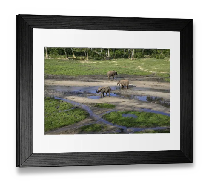 Framed Print : African forest elephants (Loxodonta cyclotis) in the Dzanga Bai forest clearing