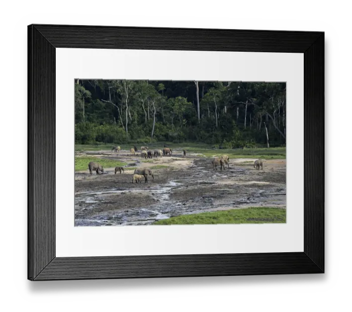 Framed Print : African forest elephants (Loxodonta cyclotis) in the Dzanga Bai forest clearing Framed Print : African forest elephants (Loxodonta cyclotis) in the Dzanga Bai forest clearing